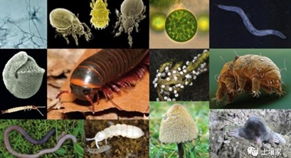 ​土壤生物多样性损失现状和变化的驱动力