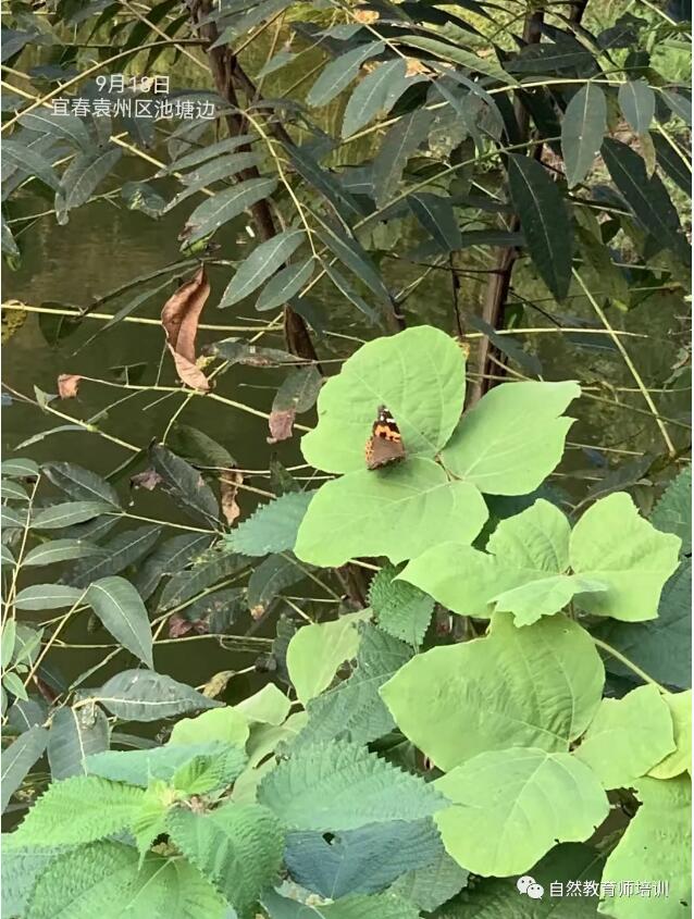 自然4