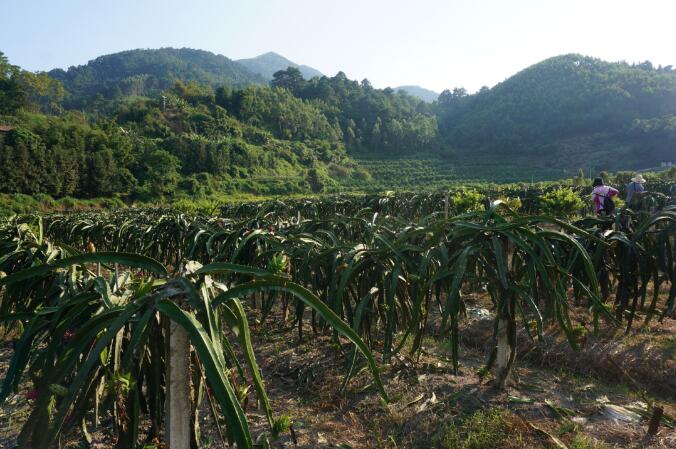 国家乡村3 国家乡村3