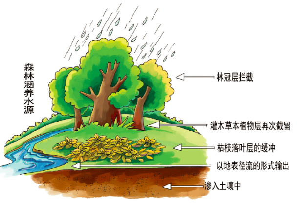 森林生态系统是如何涵养水源的？降雨，然后吸收~这么简单吗？